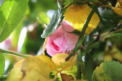 Why Are My Rose Leaves Yellowing at Clayton Cooper blog