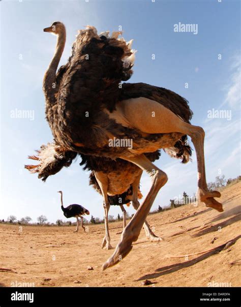 Ostrich Kick High Resolution Stock Photography and Images - Alamy