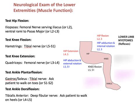 Lower Extremity Exam 的图像结果