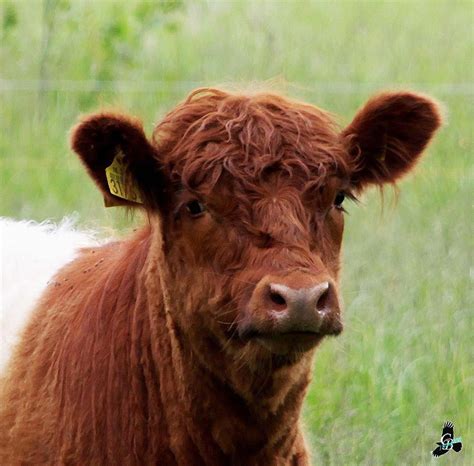 Mini Cows As Pets For Sale - Pet Spare