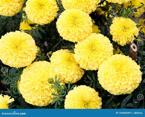 Close Up Shot of Light Yellow Color Marigold Flower Stock Image - Image ...