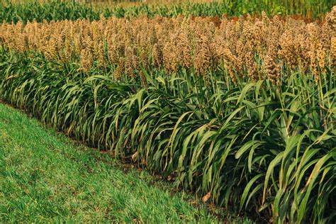 Grain Sorghum IPM Guide - Alabama Cooperative Extension System