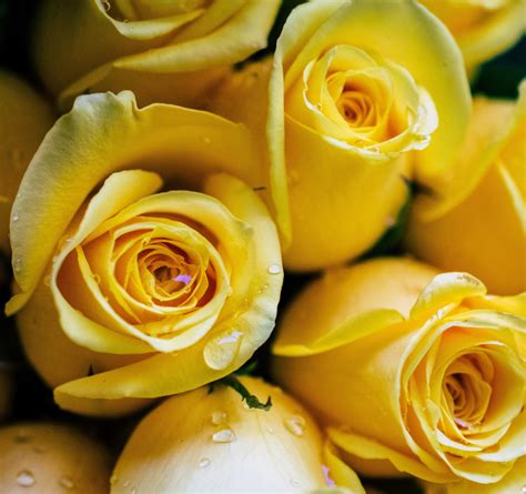 18 Rose Colors and Their Meanings - Parade