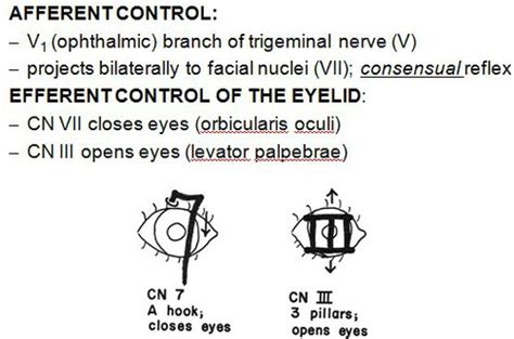 Image result for Cremasteric Muscle Contraction
