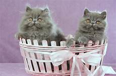 regalo gattini persiani 2 gattini persiani in cestino dentellare immagine stock regalo gattini persiani 2 gattini persiani in cestino dentellare immagine stock