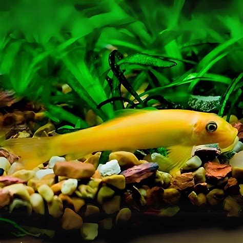 Golden Algae Eater 2 Inch – Freshwater Algae Eating Fish – cloningaquapets