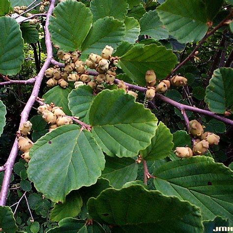 Common witch-hazel | The Morton Arboretum