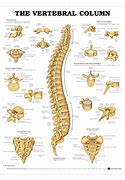 Image result for vertebrae