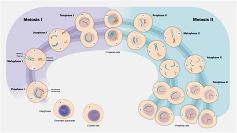 Image result for Cell Reproduction Process
