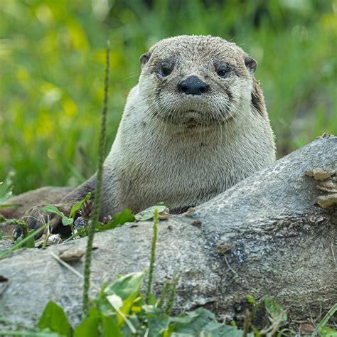 North American River Otter
