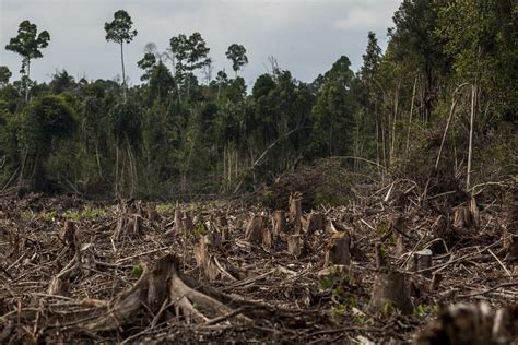 Dry barren land showing effects of deforestation