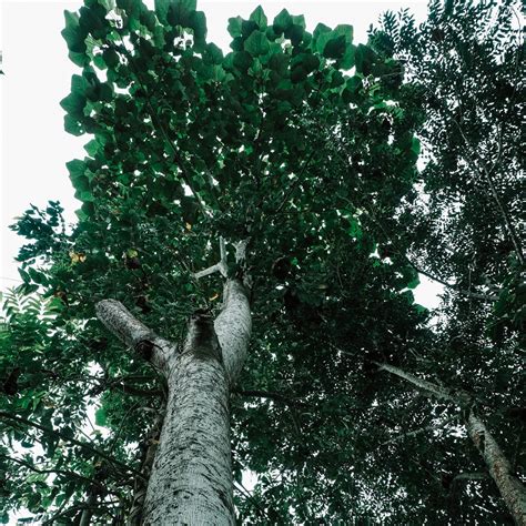 balsa 的图像结果