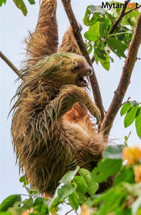 Where to see sloths in costa rica – Artofit