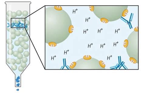 Affinity Purification 的图像结果