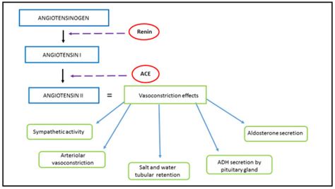 Angiotensin-Converting Enzyme 2 (ACE2) as a Potential Diagnostic and ...