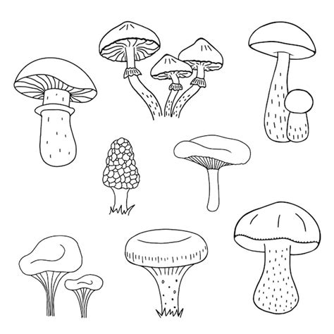 Pilz handgezeichnete Skizze Illustration Pilze Steinpilze Pfifferlinge ...