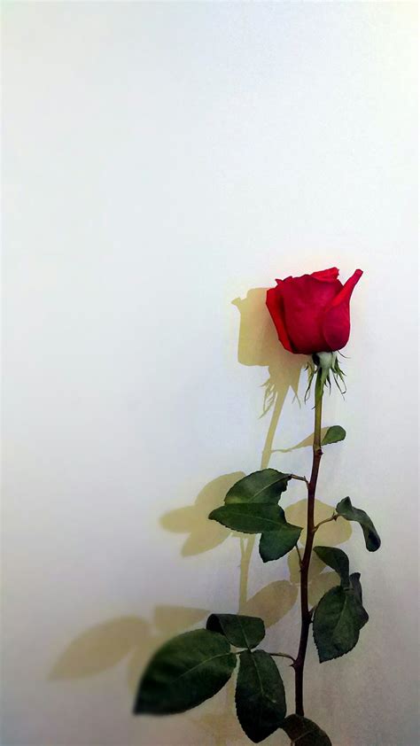 Beautiful Red Rose on a White Wall