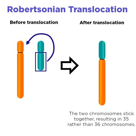 Translocation (Chromosome Mutation) — Definition & Impact - Expii