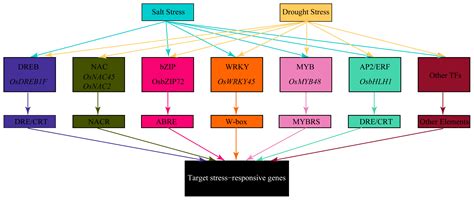 Physiological and Molecular Mechanisms of Rice Tolerance to Salt and ...