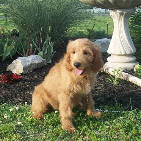 Miniature Goldendoodle Adults