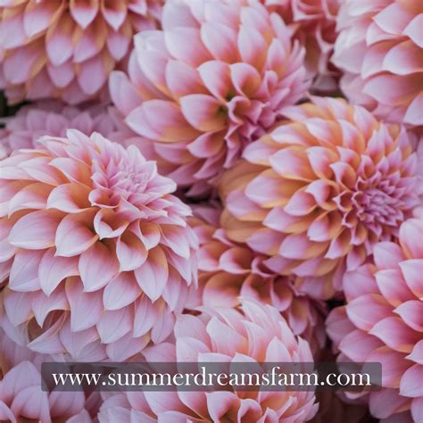 Dahlia - Peaches n' Cream — Dahlia | SummerDreamsFarm