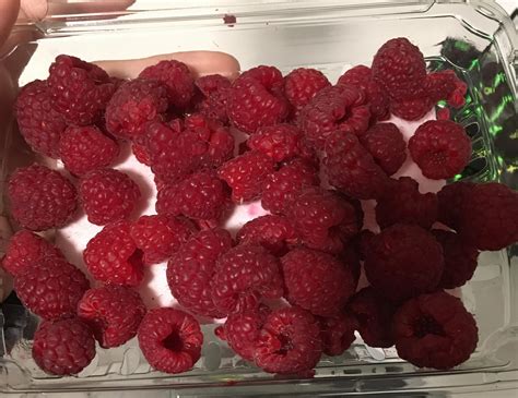 Raspberries Grow Mold at Ellis Shepherd blog - can you grow raspberries in a pot