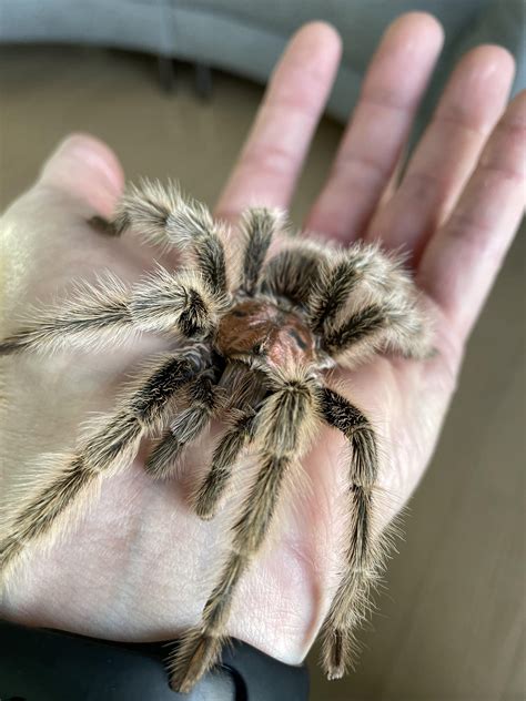 Rose Hair Tarantula Female