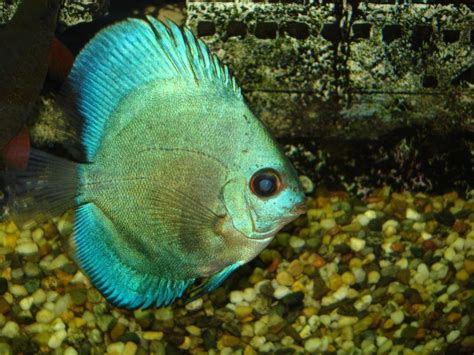 Image result for Blue Discus Fish