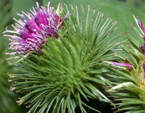 Bildergebnis für Kletten