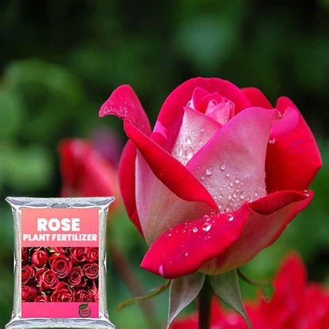 Rose Food Fertilizer (Rose Meal), गुलाब की खाद - 500gms - Online Plants ...