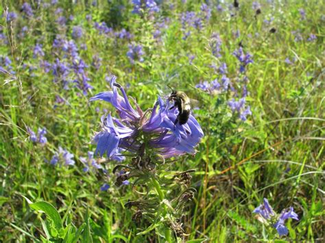 Conservation Coffee Club - Creating Buzz: The Joy, Ease, and Challenge ...