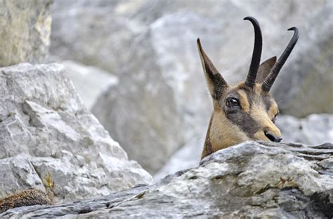 Free Images : nature, wildlife, zoo, mammal, fauna, antelope, mountain ...