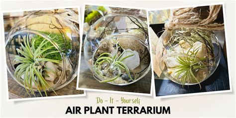 Make Your Own Air Plant Terrarium at Greenology Terrarium Bar ...