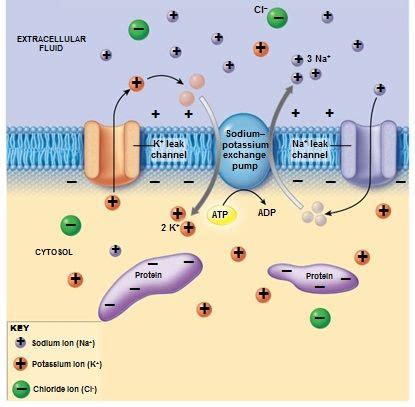 Image result for Neuron Resting Membrane Potential