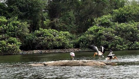 Ranganathittu Bird Sanctuary Is A Paradise For Bird Lovers In 2026