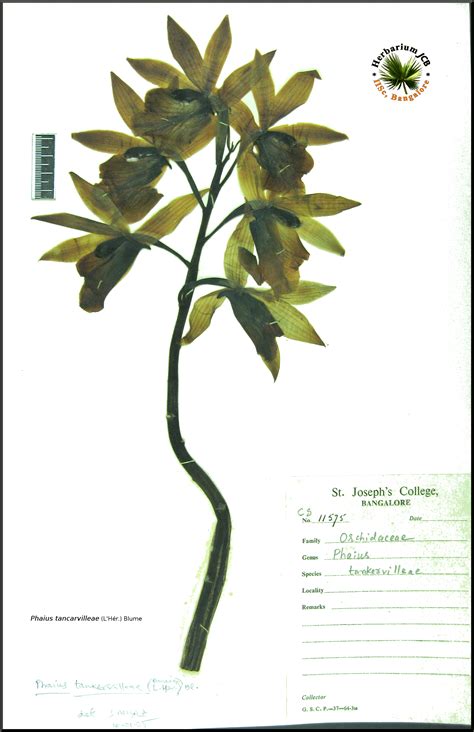 Herbarium JCB
