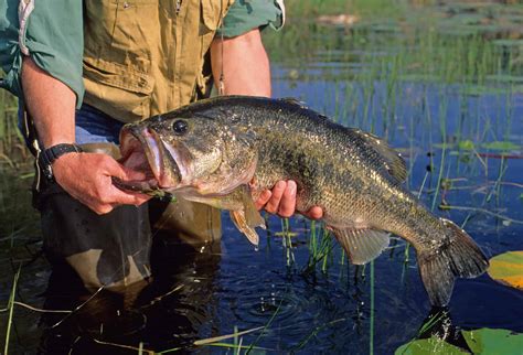 Image result for Bass Line Lesson