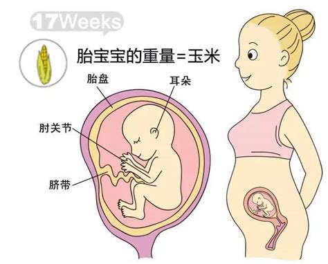 怀孕15周胎儿彩超图_15周胎儿大小真实图片_孕15周胎儿小鸡彩超图_孕15周男孩b超生殖图片