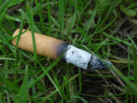 Free Images : nature, grass, lawn, green, insect, contrast, fauna ...