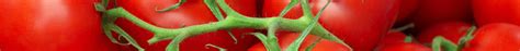 Climatic requirements for effective tomato growing – Starke Ayres ...