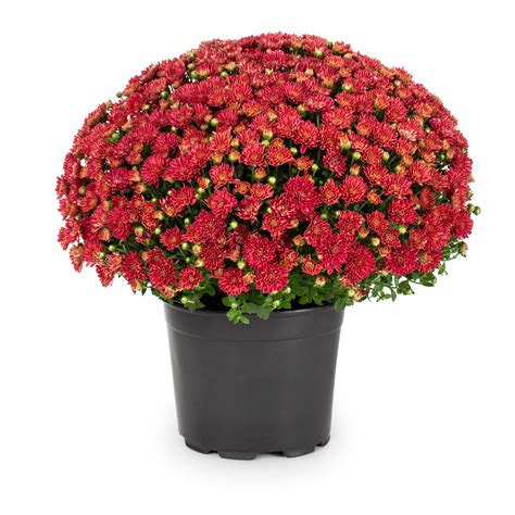 What Does A Mum Flower Look Like | Best Flower Site