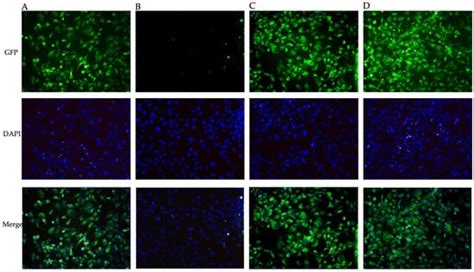 Levosimendan and Dobutamin Attenuate LPS-Induced Inflammation in ...