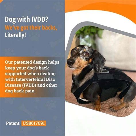 Colete de suporte para proteção de disco intervertebral para cães ...