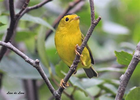 Birding with Lisa de Leon: Small Yellow Birds In Newfoundland