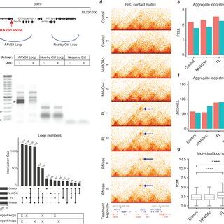 RNA Transcript Loop 的图像结果