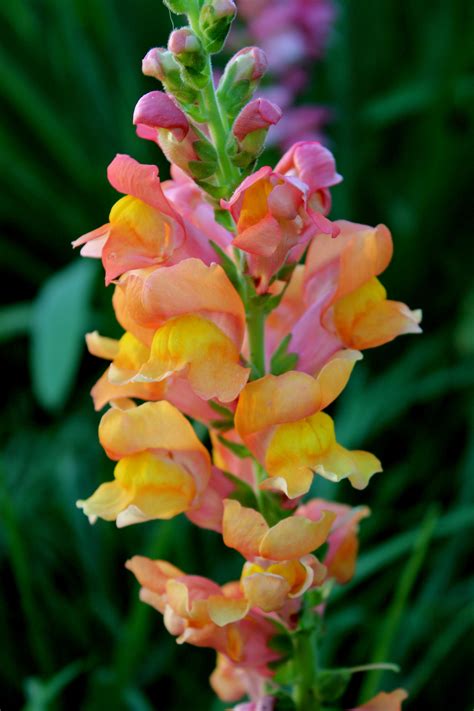 Snapdragon Flowers | Cut Flower Garden