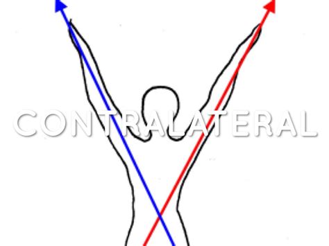 Image result for Contralateral Body Parts Example