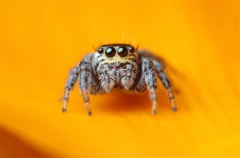 3840x2530 Jumping Spider 4K High Quality Images