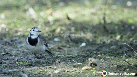 The White Wagtail : Wagging Wonders | Lensmagik.com
