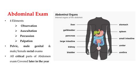 Clinical Examinations of the Abdomen with Images | PPTX